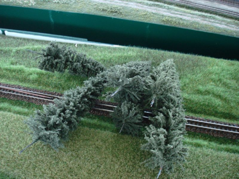 Tannen von Model Szene