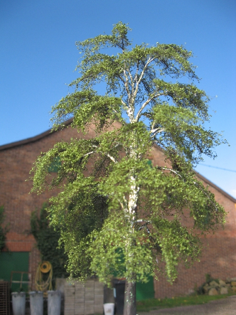 Modellbirke in freier Natur