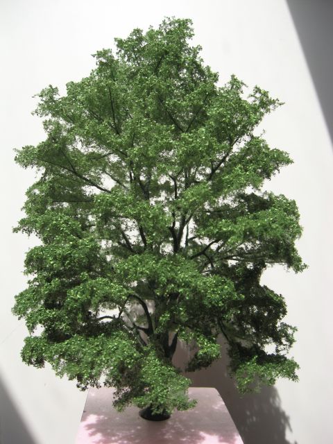 fertige Buche im Sonnenlicht