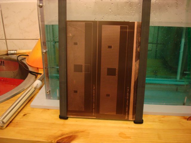 Platine im Becken